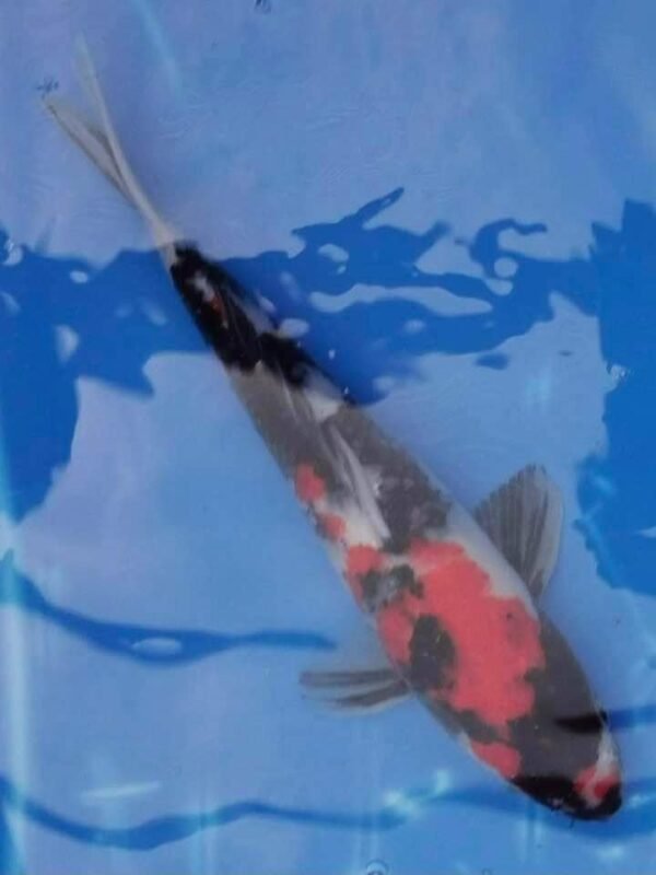 Koi - Isa Showa Nisai 40+cm (L1) - Japán import