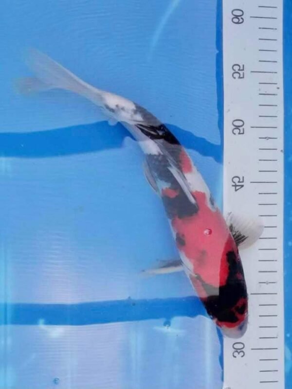 Koi - Isa Showa Nisai 40+cm (N1) - Japán import