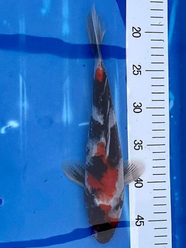 Isa Showa Nisai 40+cm (R1) - Japán import koi