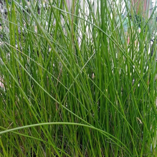 Juncus effusus (Békaszittyó)