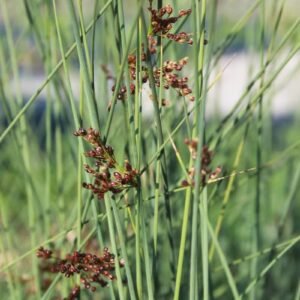 Juncus Inflexus (deres szittyó)
