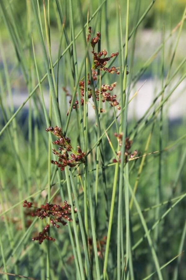 Juncus Inflexus (deres szittyó)