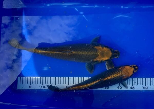 Koi - HP Kabuto 40-45 cm - Image 2