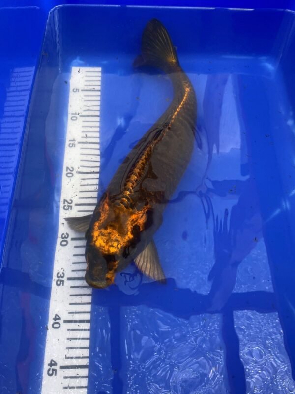 Koi - HP Kabuto 40-45 cm - Image 3