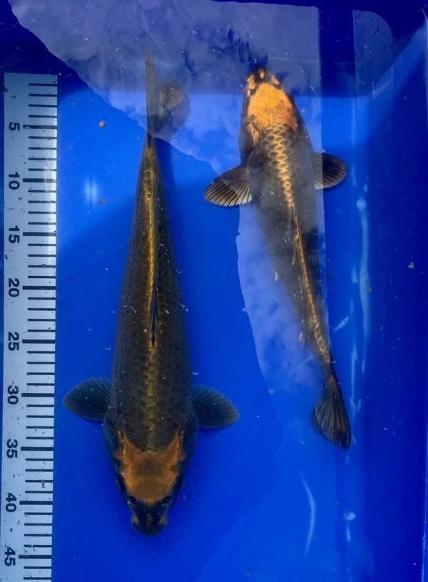 Koi - HP Kabuto 40-45 cm