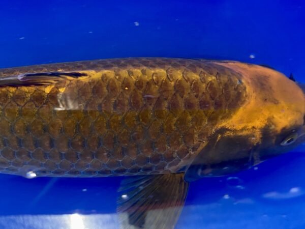 Koi - HP Kabuto 40-45 cm - Image 4