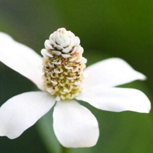 Kaliforniai vízipipacs (Anemopsis californica)