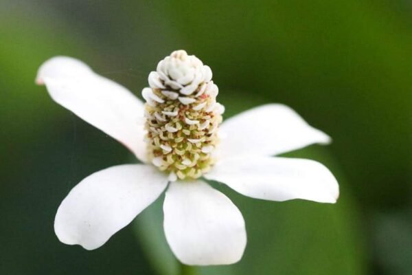 Kaliforniai vízipipacs (Anemopsis californica)