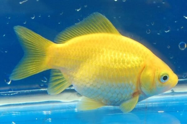 Kanári aranyhal (Carassius auratus)