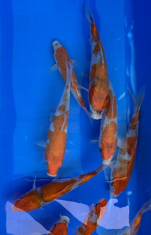 Koi - Kawakami HQ Goshiki 30-35 cm - Image 6