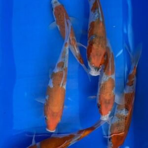 Koi - Kawakami HQ Goshiki 30-35 cm
