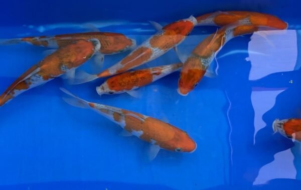 Koi - Kawakami HQ Goshiki 30-35 cm - Image 4