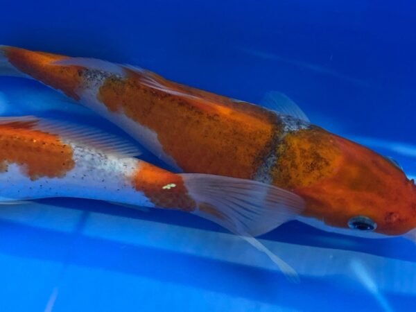 Koi - Kawakami HQ Goshiki 30-35 cm - Image 5