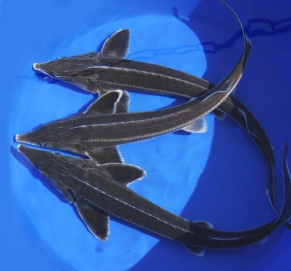 Kecsege (Acipenser ruthenus) 30-35 cm