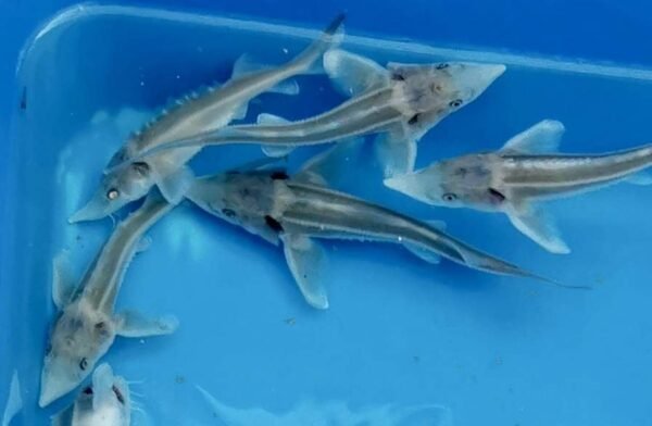 Kecsege (Acipenser ruthenus) 10-12cm