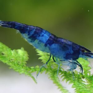 Kék Rili garnéla (Neocaridina heteropoda ’Blue Rili’)