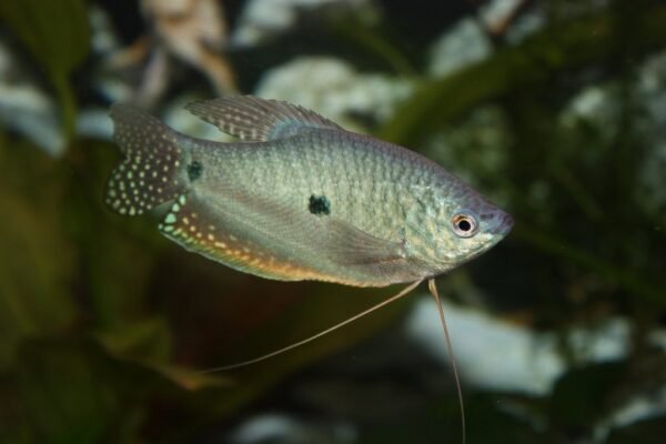 Kék gurámi (Trichogaster trichopterus) - Image 2