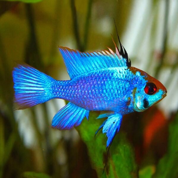 Kék pillangó törpesügér (Mikrogeophagus ramirezi)