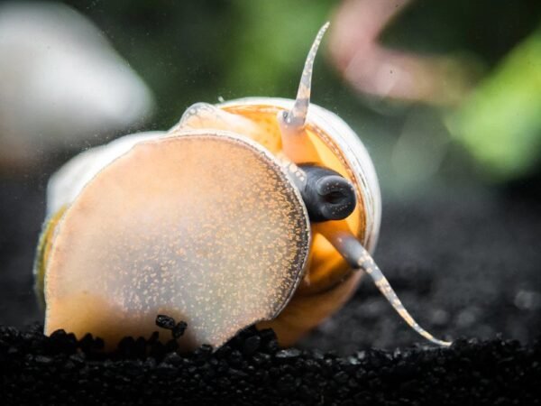 Kéknózi csiga (Filopaludine martensi) - Image 2