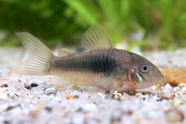 Kékpajzsos páncélosharcsa (Corydoras aeneus)