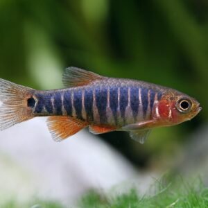 Kéksávos törpedánió (Celestichthys erythromicron)