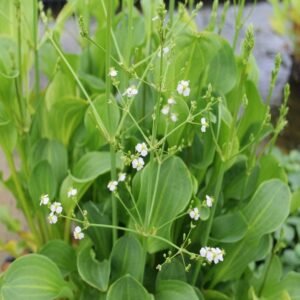 Kereklevelű vízihídőr (Alisma parviflorum)