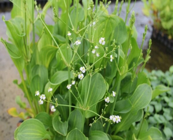 Kereklevelű vízihídőr (Alisma parviflorum)