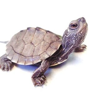 Királyteknős (Graptemys pseudogeographica)