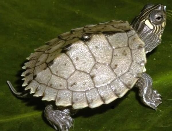 Királyteknős (Graptemys pseudogeographica)