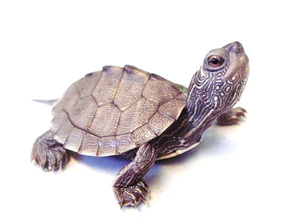 Királyteknős (Graptemys pseudogeographica)