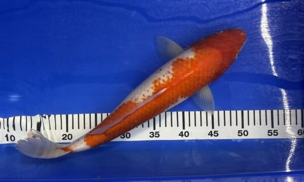 Koi - HP Kohaku 40-45 cm - Image 3