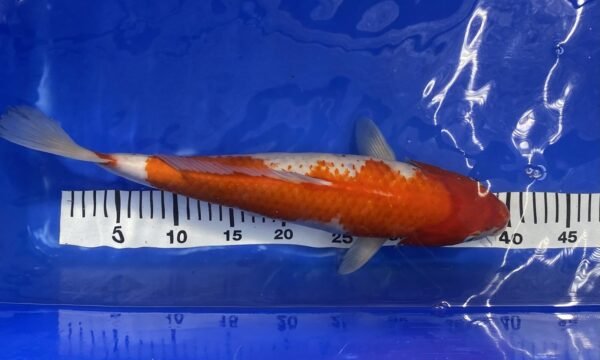 Koi - HP Kohaku 40-45 cm - Image 4