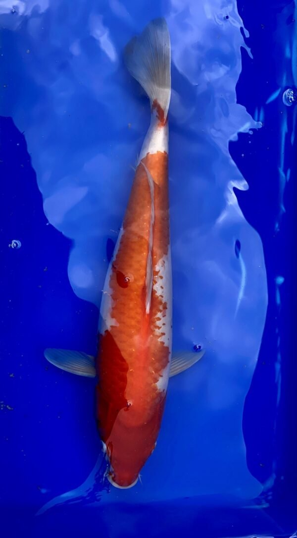 Koi - HP Kohaku 40-45 cm