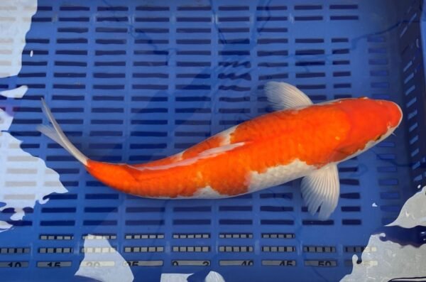Koi - Handpick Koi 50-55 cm HP7 - Image 2