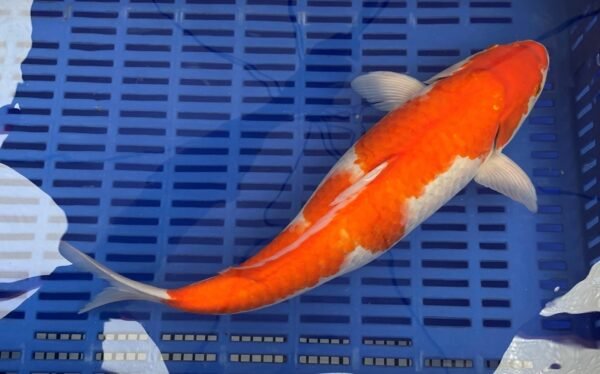 Koi - Handpick Koi 50-55 cm HP7 - Image 3