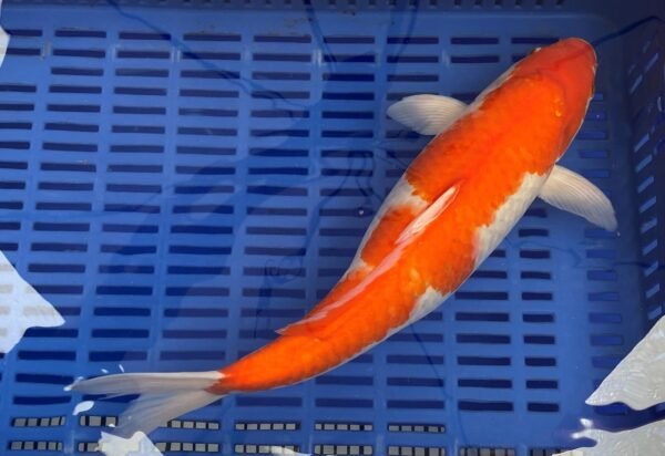 Koi - Handpick Koi 50-55 cm HP7 - Image 4