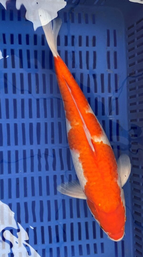 Koi - Handpick Koi 50-55 cm HP7