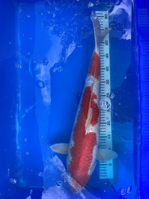 Handpick Koi 60-65cm HP10