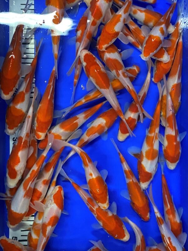 Koi - Mano Kohaku 17-20 cm - Image 7