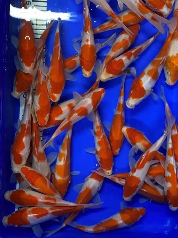Koi - Mano Kohaku 17-20 cm - Image 6