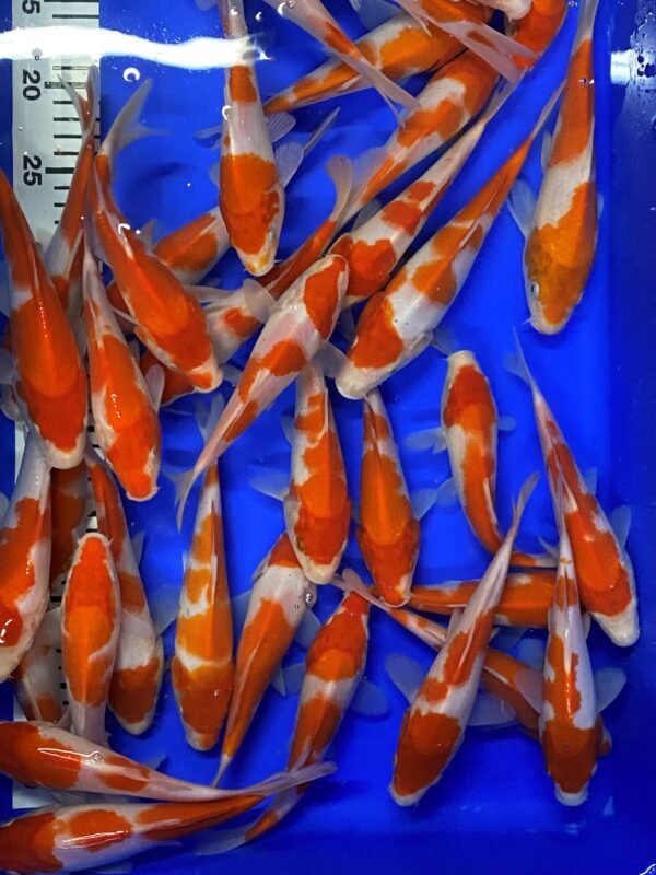 Koi - Mano Kohaku 17-20 cm