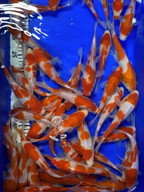Koi - Mano Kohaku 17-20 cm - Image 4