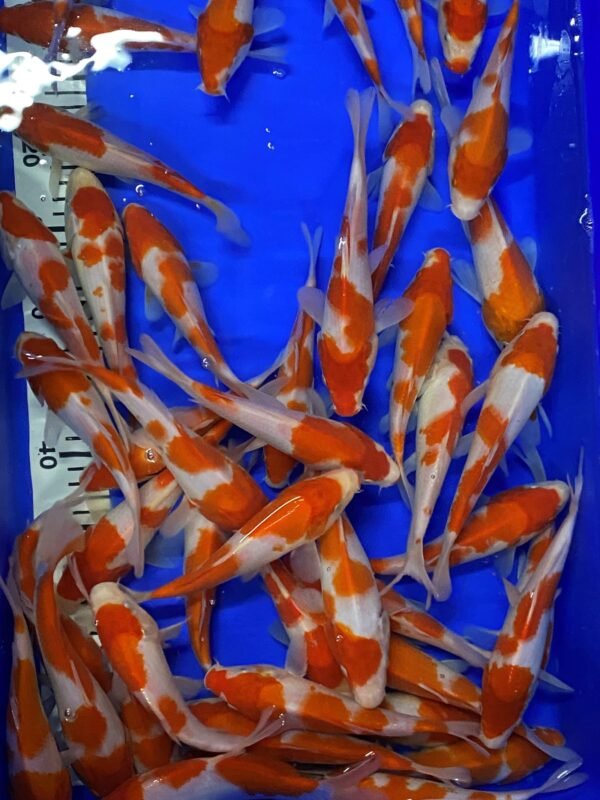 Koi - Mano Kohaku 17-20 cm - Image 3