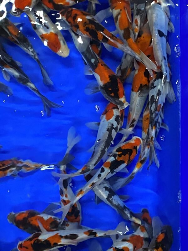Koi - Mano Selected Doitsu Showa 16-20 cm - Image 7