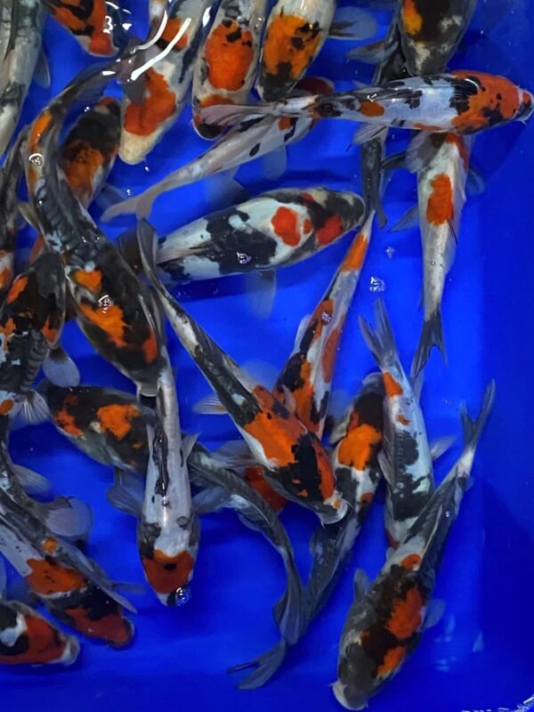 Koi - Mano Selected Doitsu Showa 16-20 cm