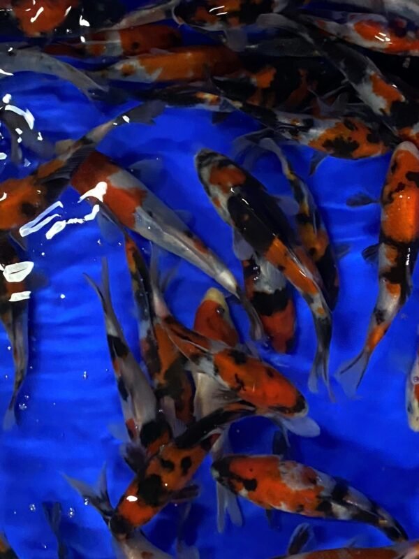 Koi - Maruhide Showa 12-16 cm
