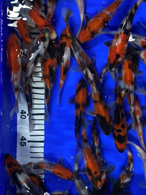 Koi - Maruhide Showa 12-16 cm - Image 5