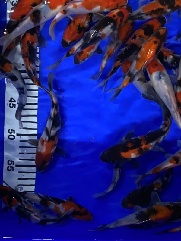 Koi - Maruhide Showa 12-16 cm - Image 4