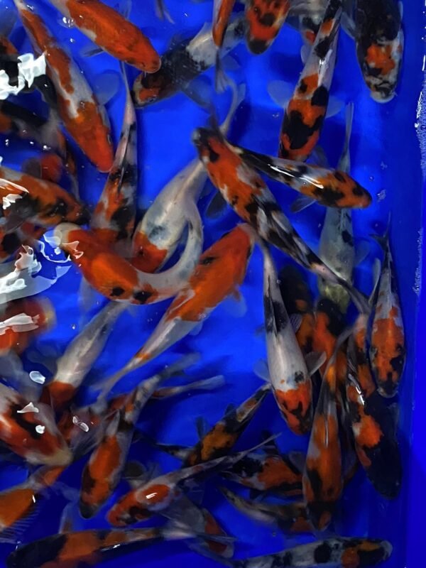 Koi - Maruhide Showa 12-16 cm - Image 3