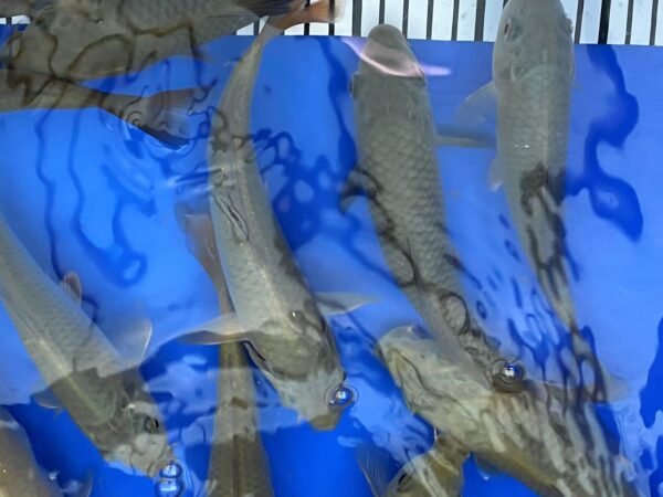 Koi - Marusei Chagoi 20-25 cm - Image 8